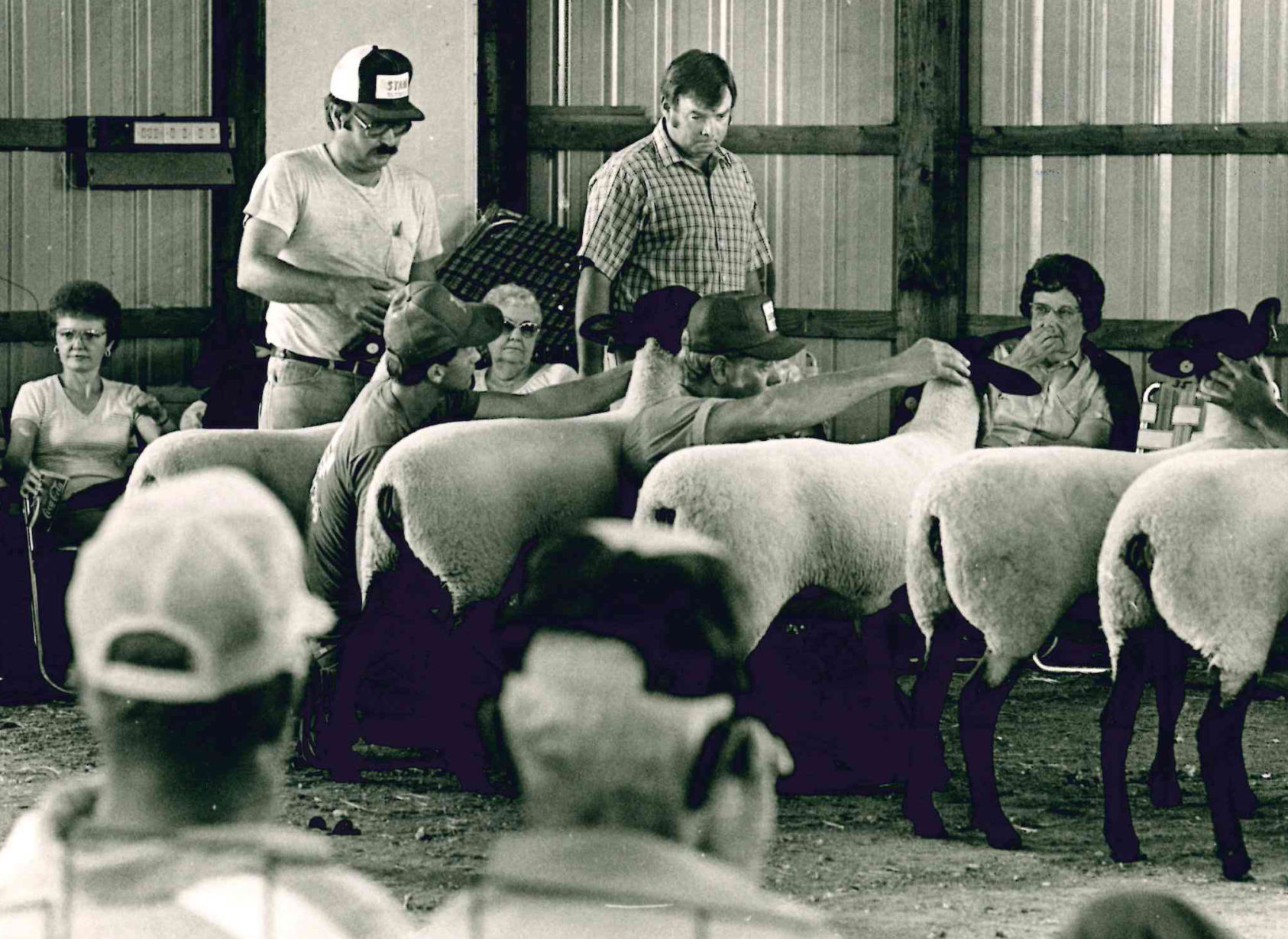 Suffolk ewe lambs